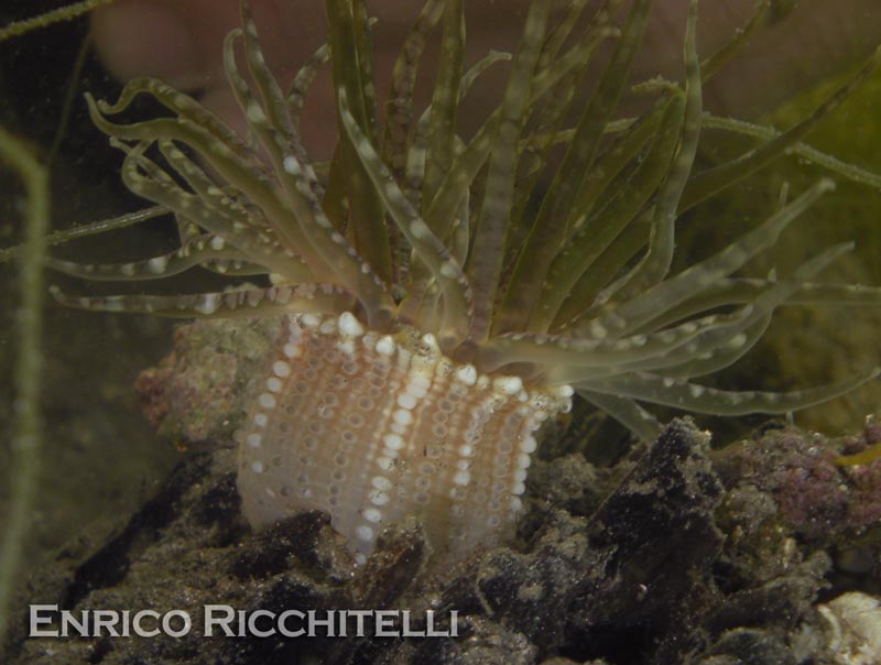 Anemone sotto i sassi