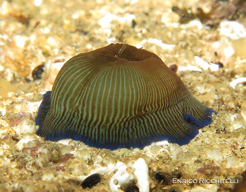 Actinia striata o Actinia schmidti (ex-A.equina)?