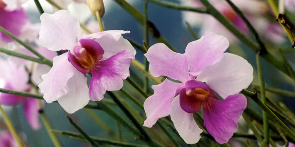 Orchidee Venete 2019 - 10