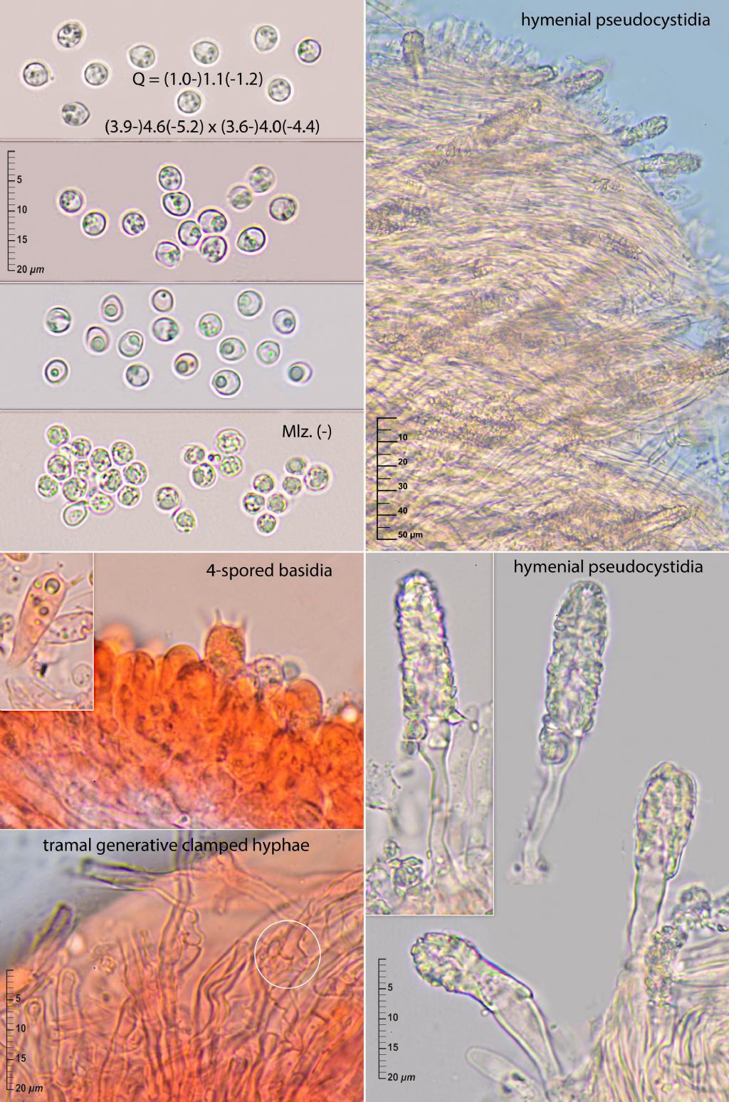 Steccherinum on living Ligustrum