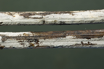 Sistotrema on Equisetum hyemale