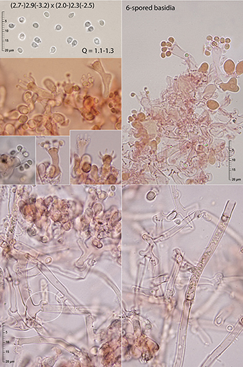 Sistotrema on Equisetum hyemale