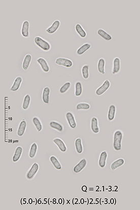 Sistotrema on Quercus wood