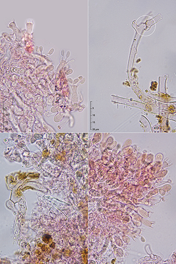 Sistotrema on Quercus wood