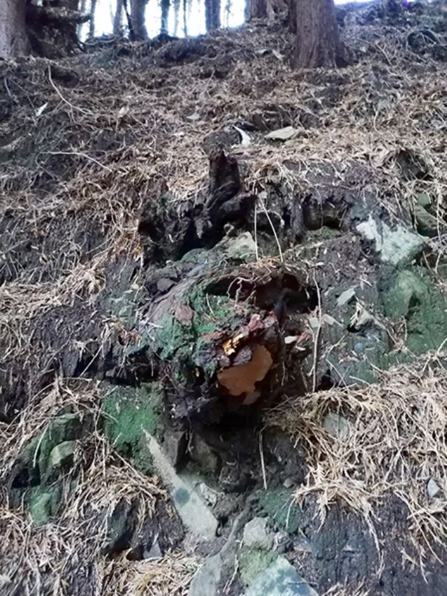 Phellinus sp.(Fuscoporia wahlbergii)