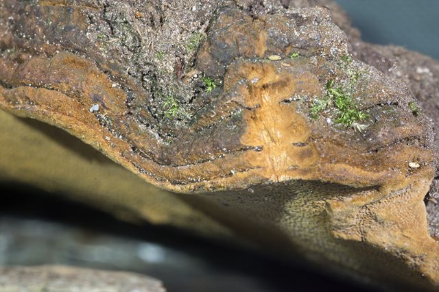 Phellinus sp.(Fuscoporia wahlbergii)