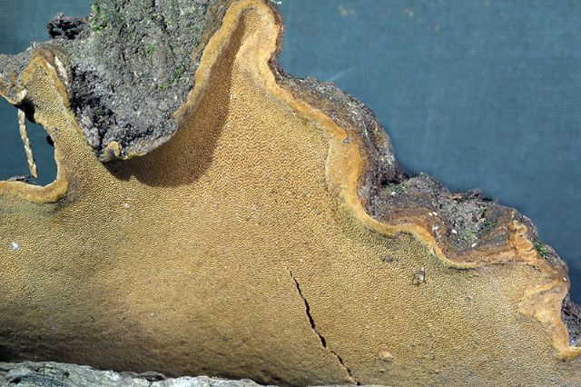 Phellinus sp.(Fuscoporia wahlbergii)