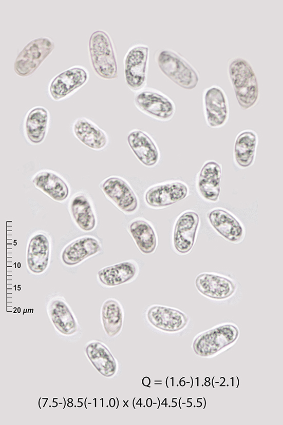 Hyphoderma Pinus sylvestris