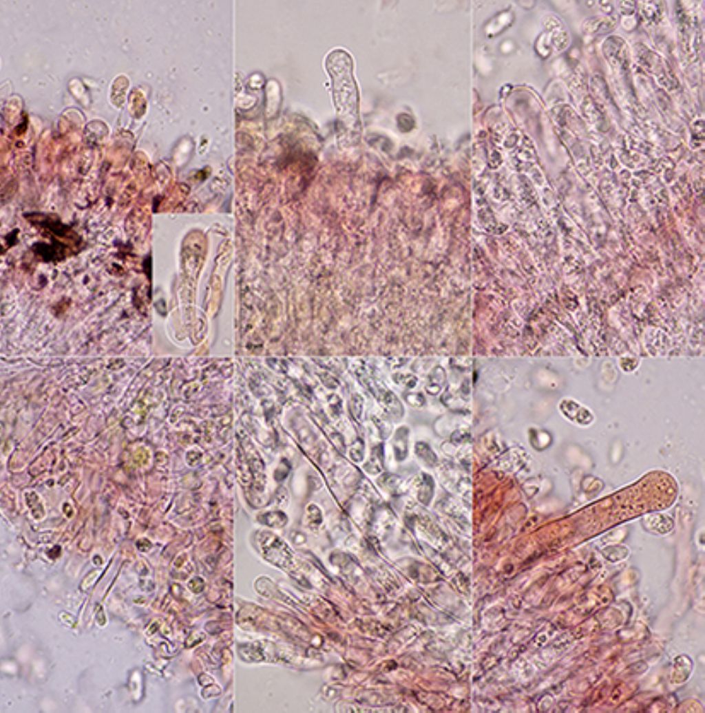 Hyphoderma Pinus sylvestris