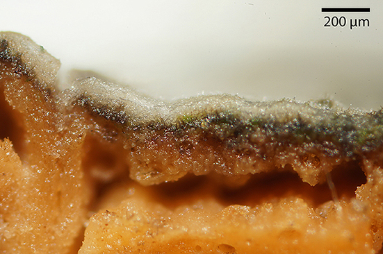 Aphyllophorale on Acer campestre (Peniophorella praetermissa)