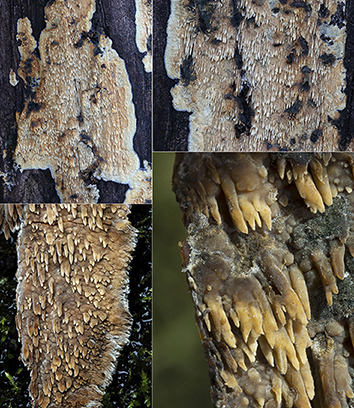 On Acacia melanoxylon (Mycoacia nothofagi)