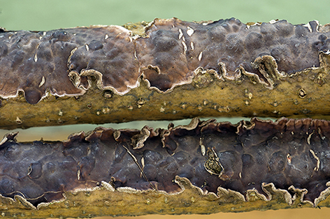 Corticioid on Laburnum anagyroides (Chondrostereum purpureum)