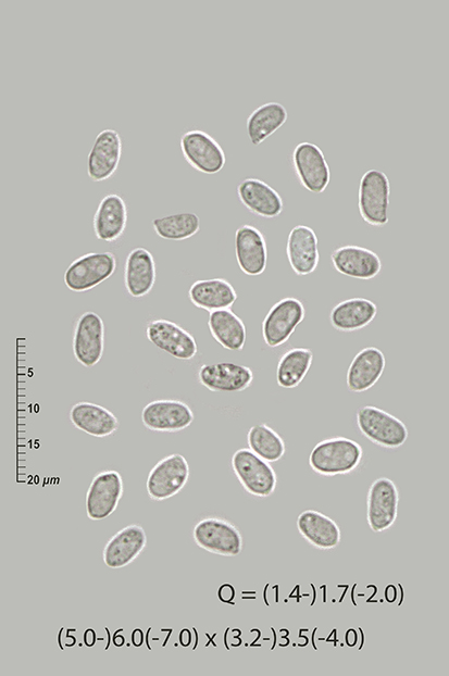 Corticioid on Laburnum anagyroides (Chondrostereum purpureum)