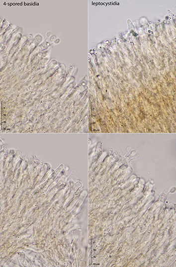 Corticioid on Laburnum anagyroides (Chondrostereum purpureum)