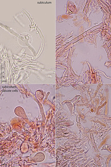 Corticioid on Laburnum anagyroides (Chondrostereum purpureum)