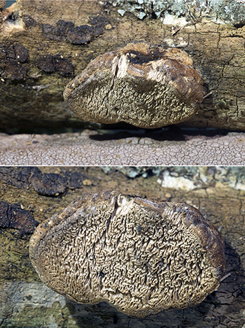 Polyporaceous fungus on hardwood