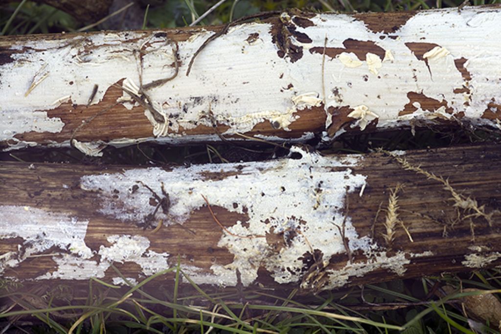 Athelioid fungus on Conium maculatum