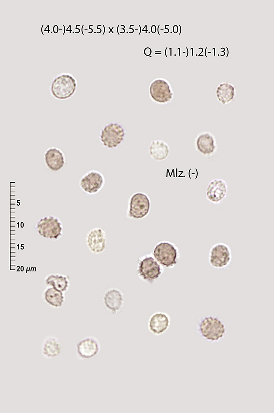 Aphyllophoroid on Alnus bark