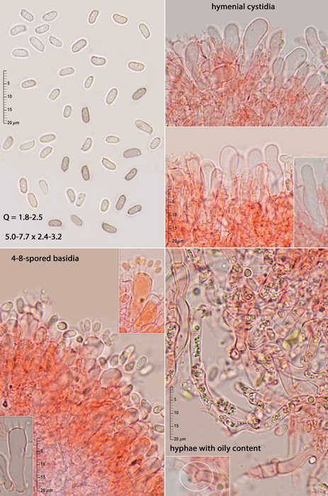 Sistotrema on Salix wood