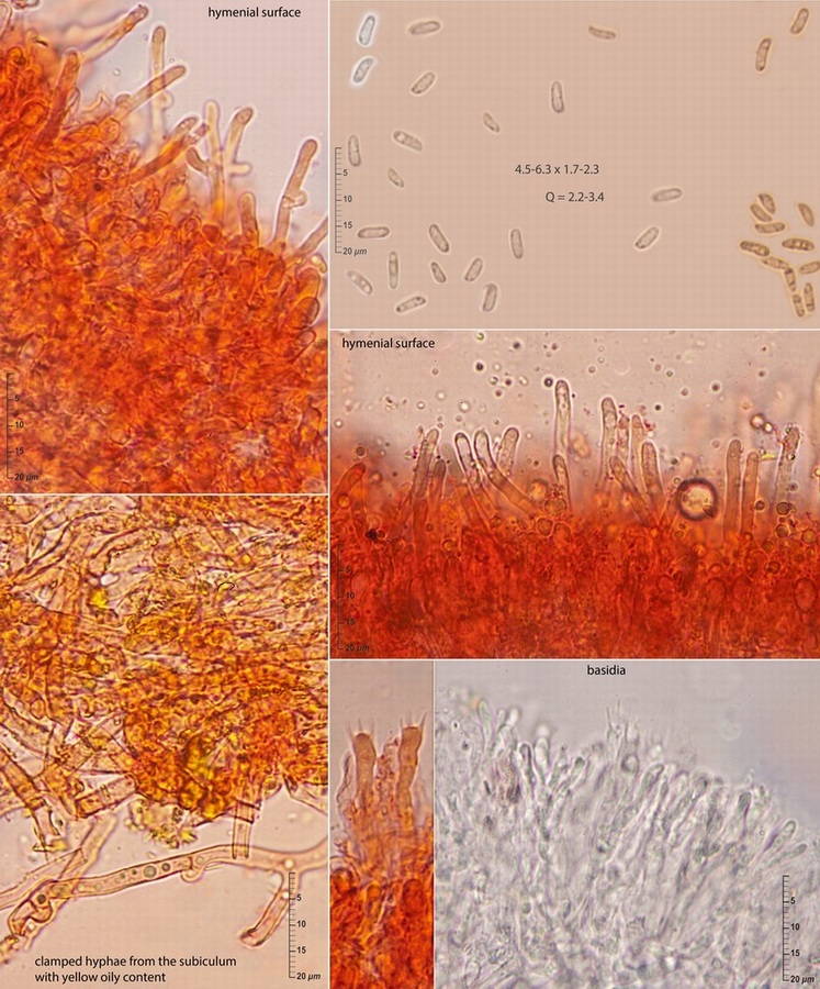 Phlebia species on Pinus pinaster