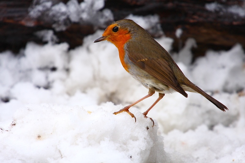 aiuto per identificazione