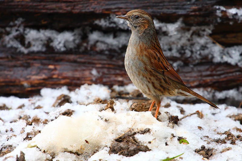 aiuto per identificazione