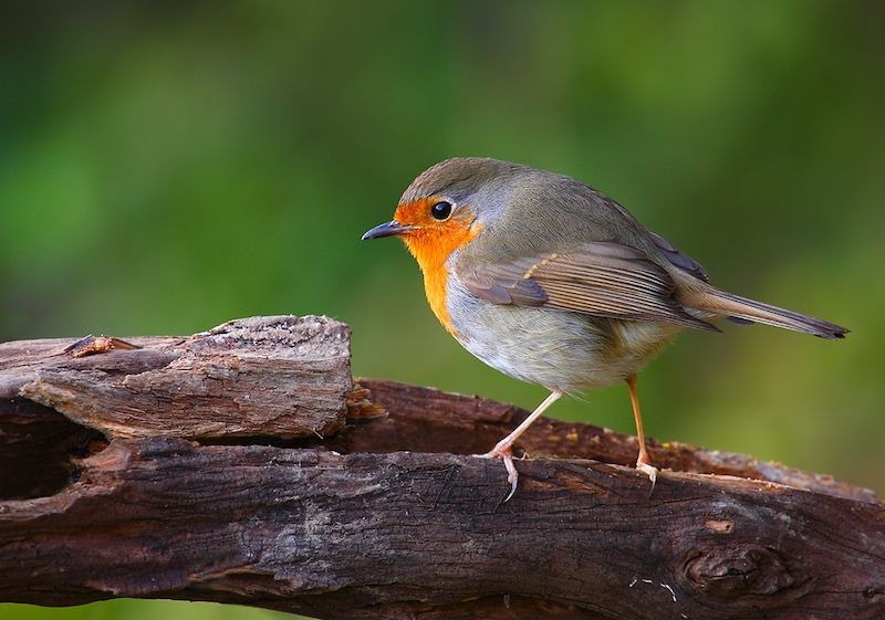 aiuto per identificazione