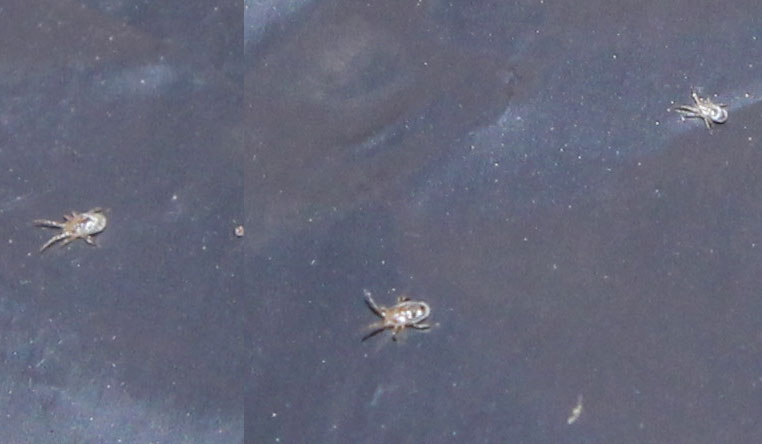 Strano insetto microscopico