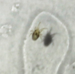 Strano insetto microscopico