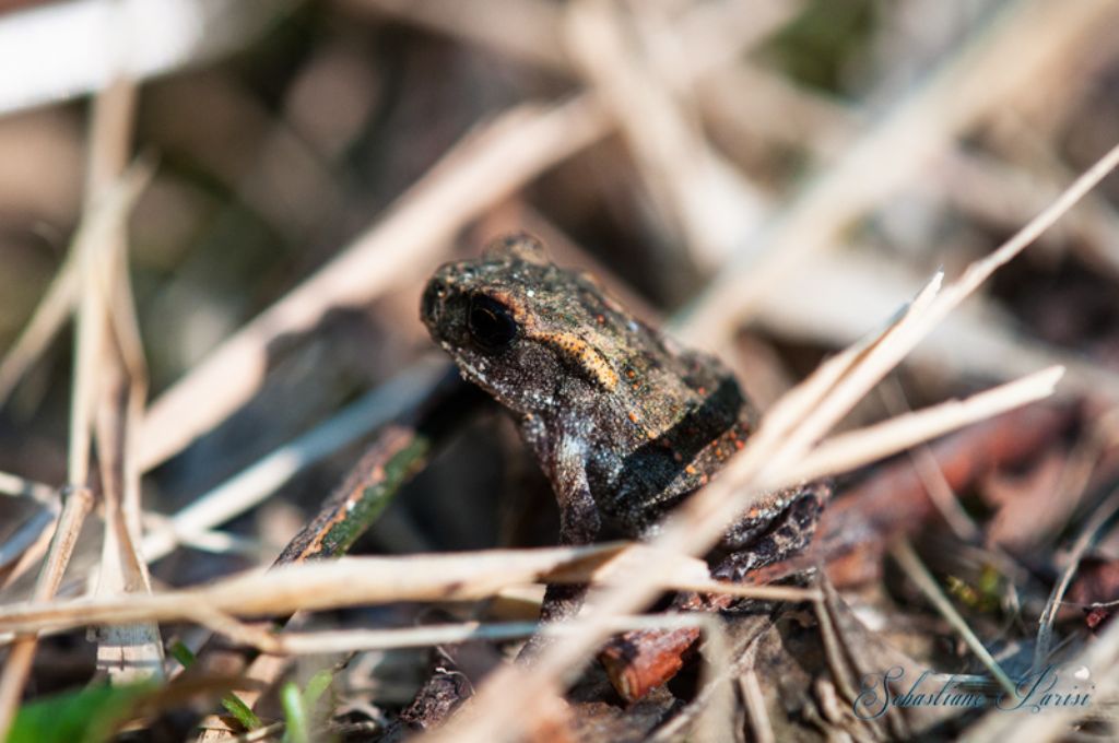 identificazione - Bufo bufo juv.