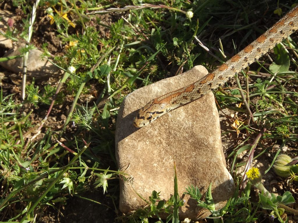 Un altro leopardino siciliano