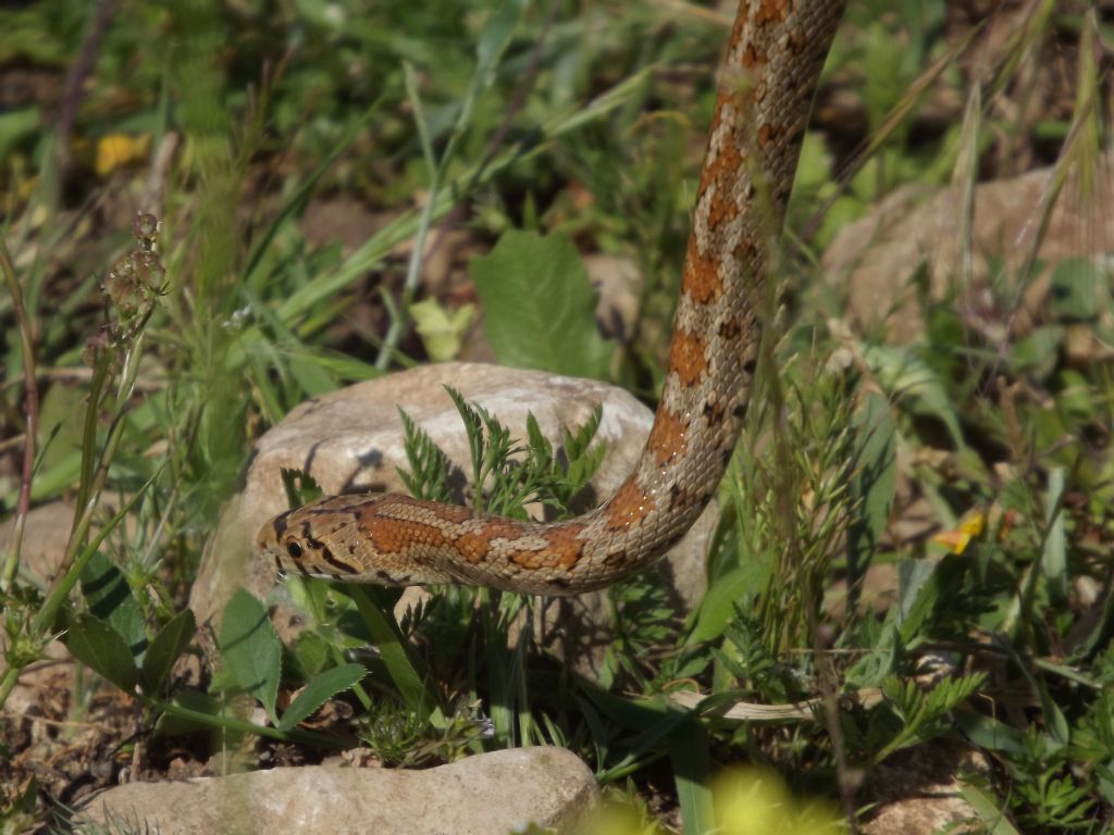 Un altro leopardino siciliano