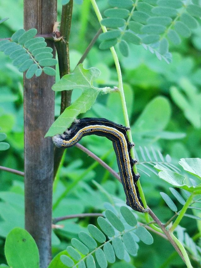 Bruco di quale specie?