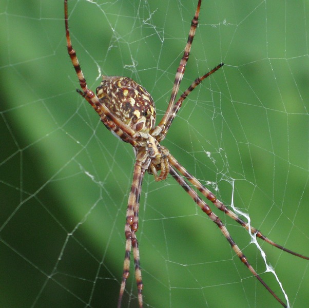 Argiope lobata - Linosa (AG)