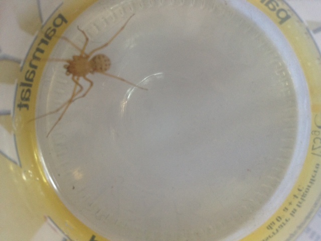 Ragno in ambiente di lavoro:  Scytodes sp.