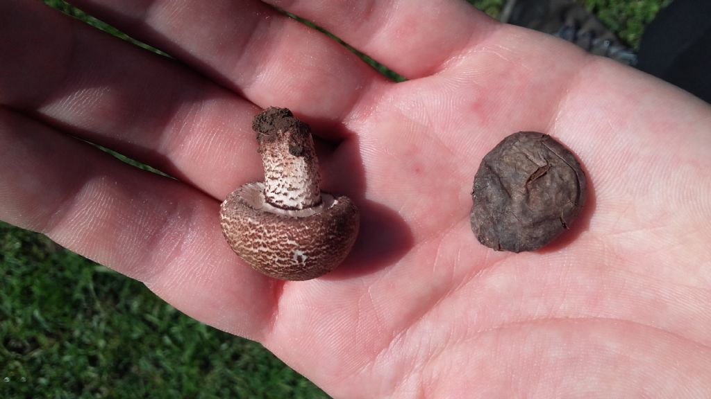 riconoscimento funghi parco caffarella