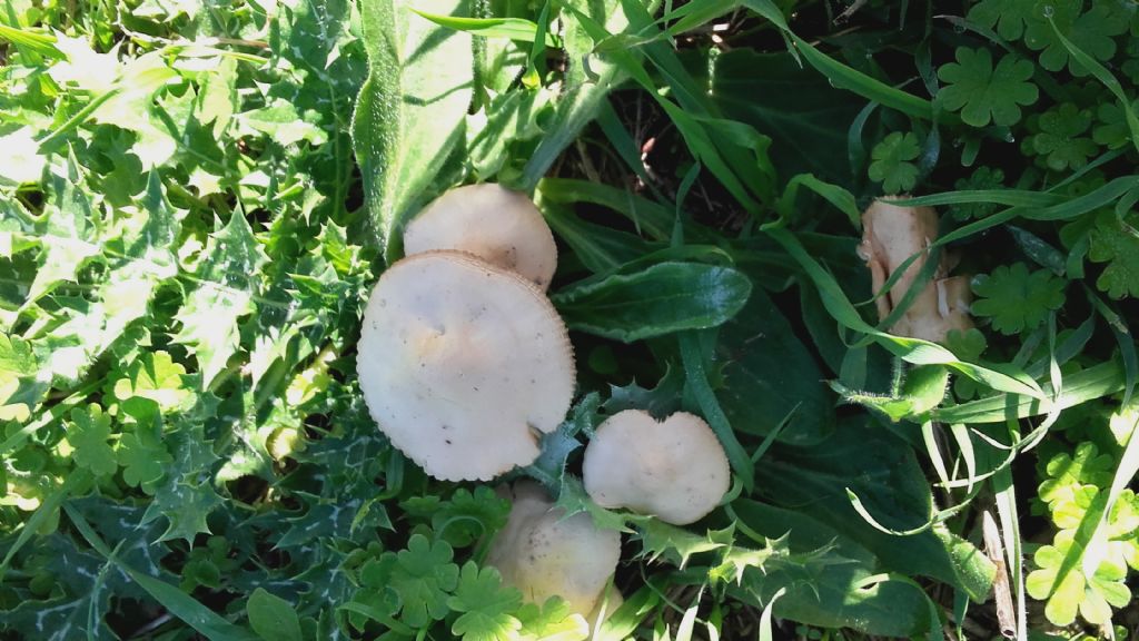 riconoscimento funghi parco caffarella