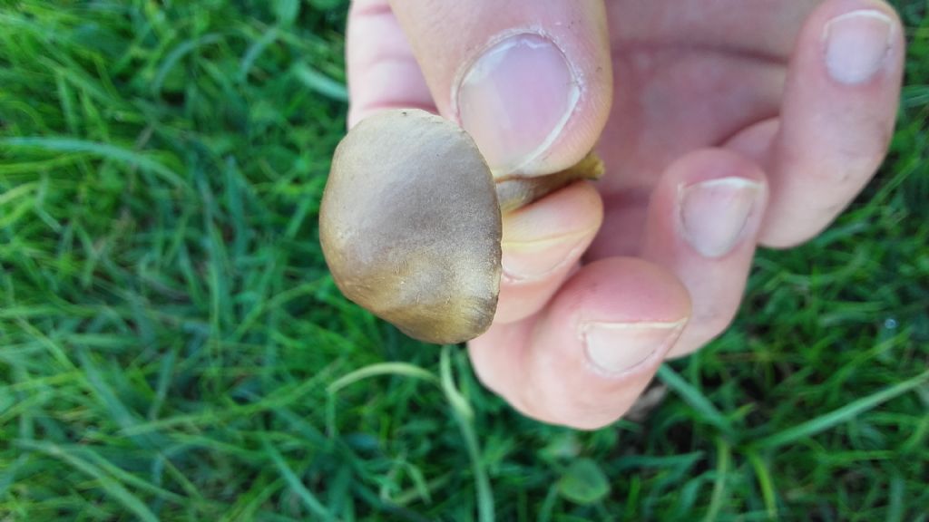 riconoscimento funghi parco caffarella