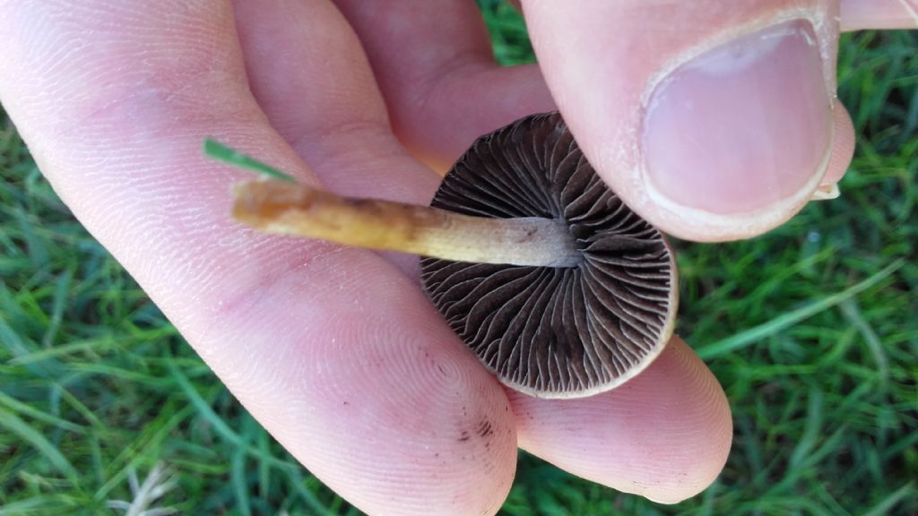 riconoscimento funghi parco caffarella