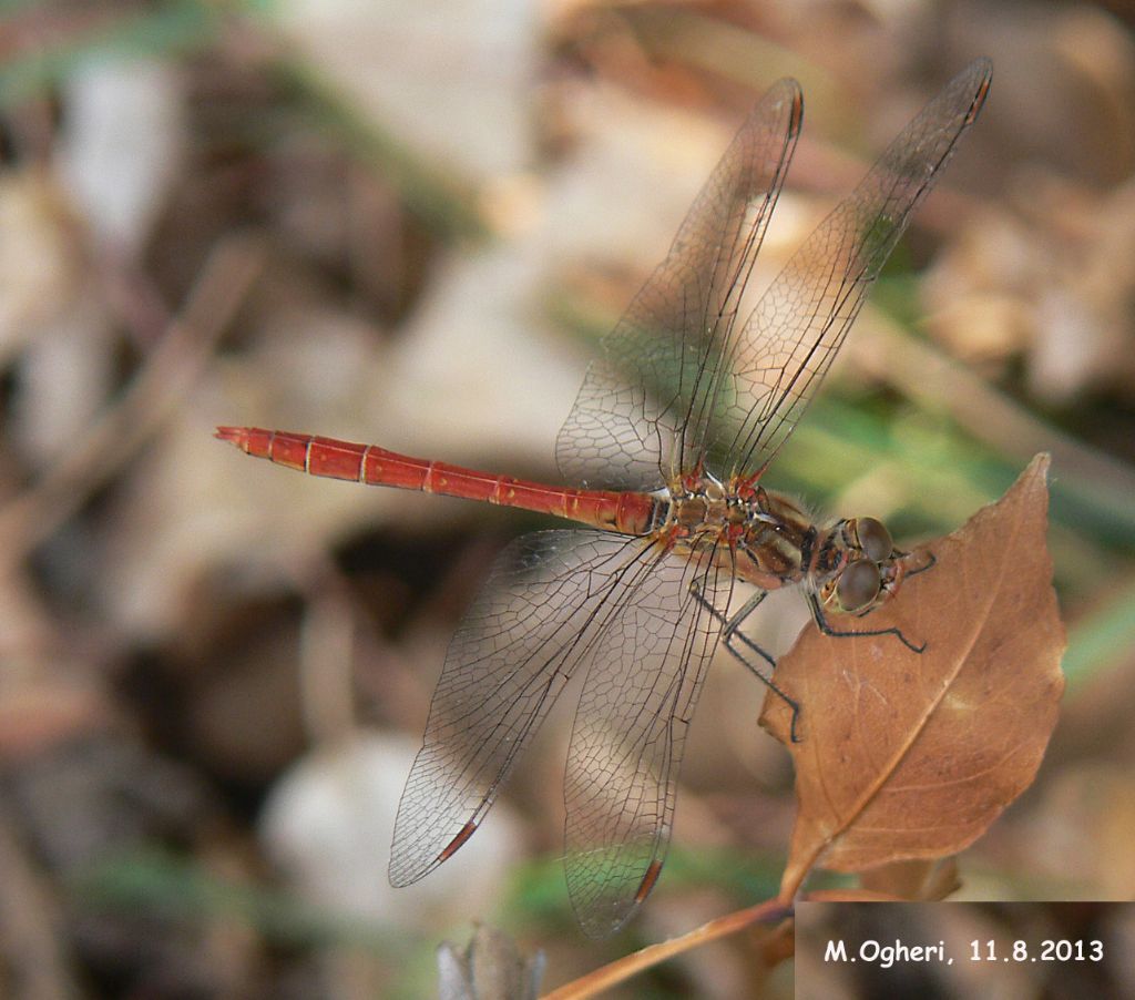 Odonata da identificare