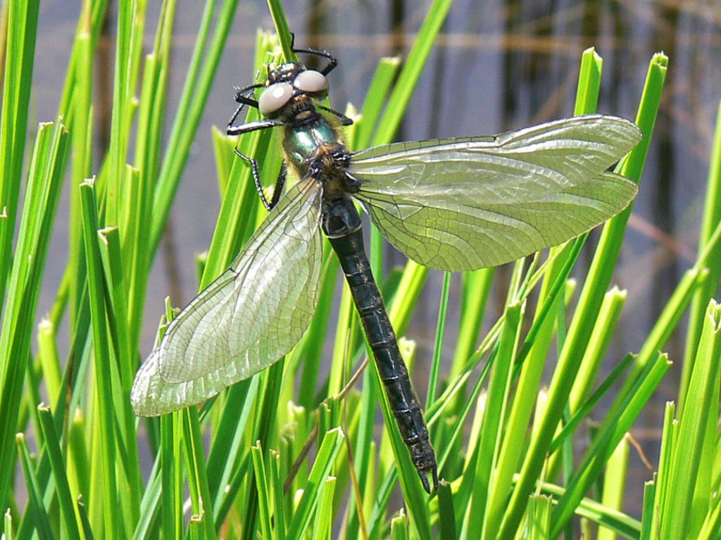 Somatochlora alpestris  (Corduliidae)