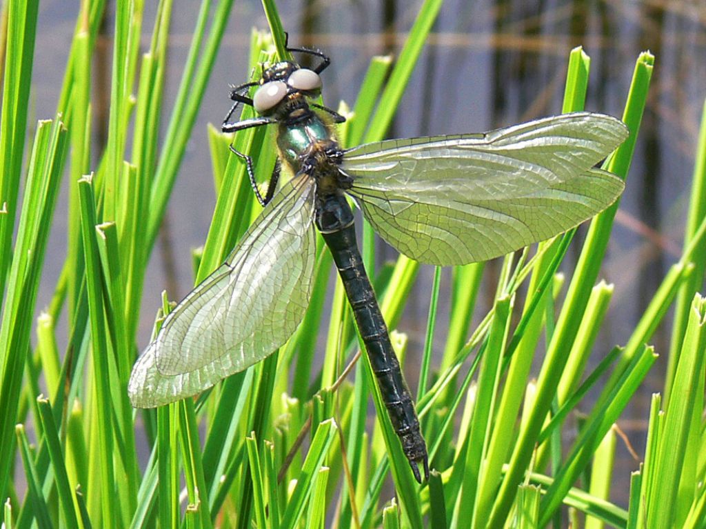 Somatochlora alpestris  (Corduliidae)