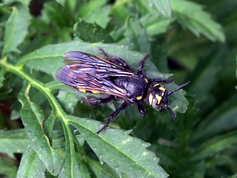 Femmina di Colpa sexmaculata (Scoliidae)