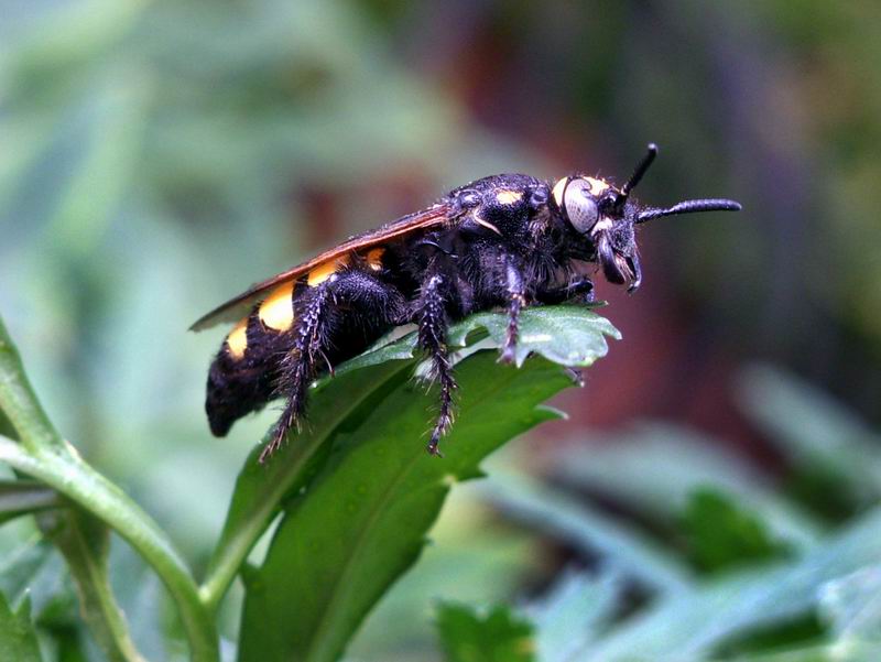 Femmina di Colpa sexmaculata (Scoliidae)