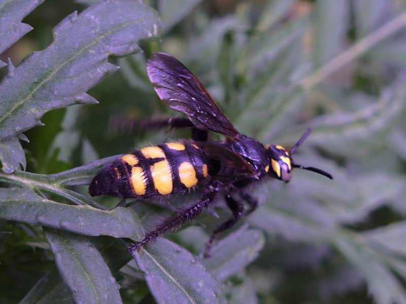 Femmina di Colpa sexmaculata (Scoliidae)