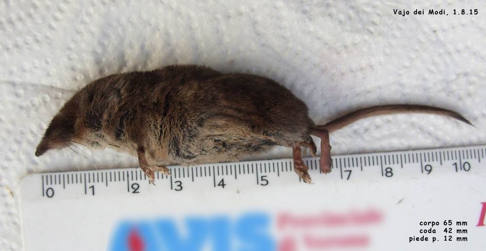 Sorex araneus ?  No, Sorex antinorii