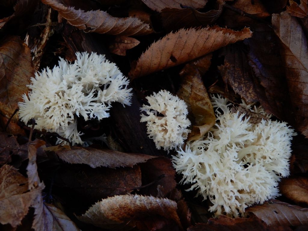 Ramaria da detterminare