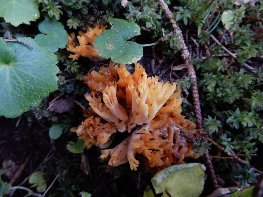 Funghi da detterminare