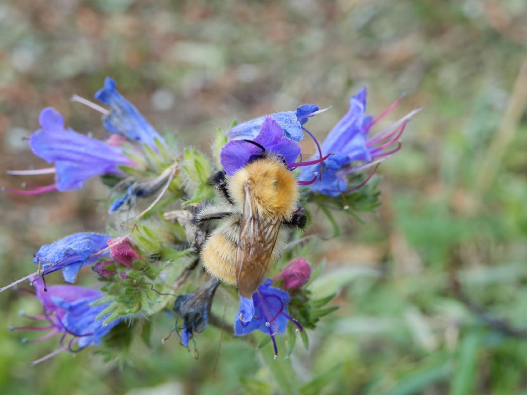 Apidae: Bombus pascuorum pascuorum, maschio