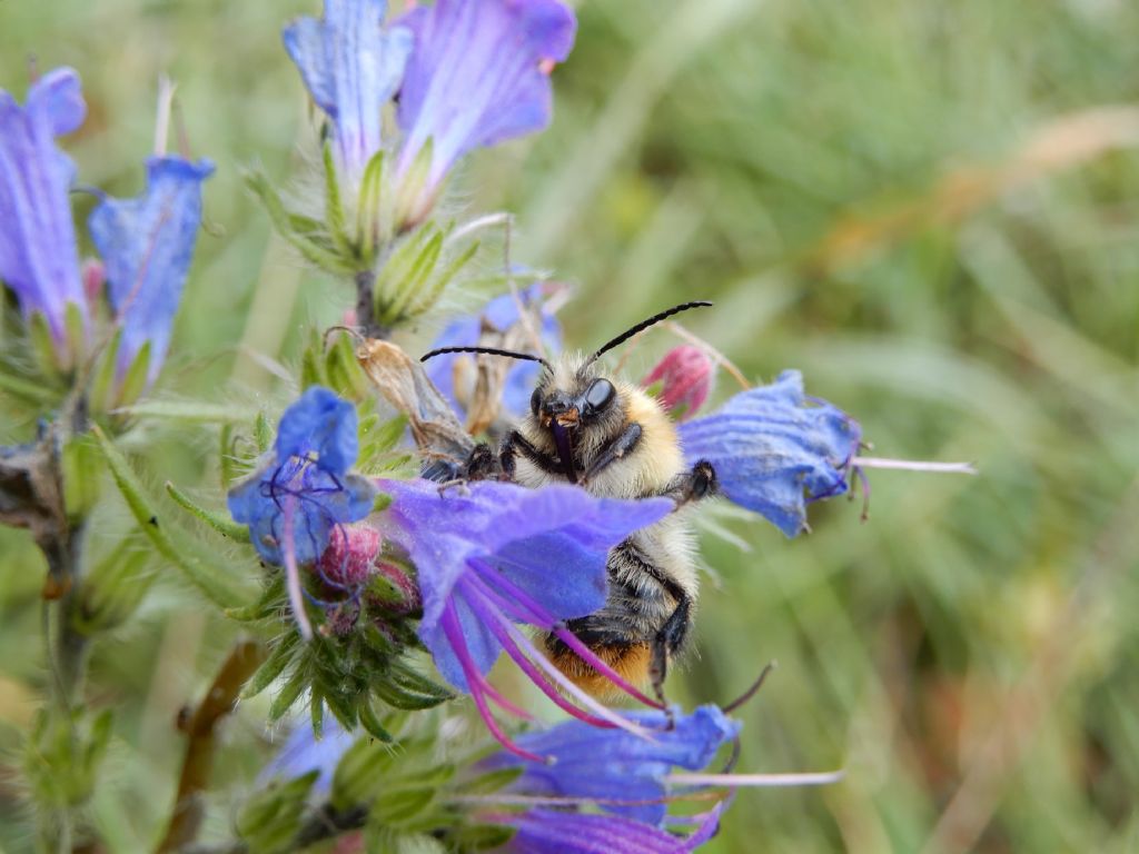 Apidae: Bombus pascuorum pascuorum, maschio